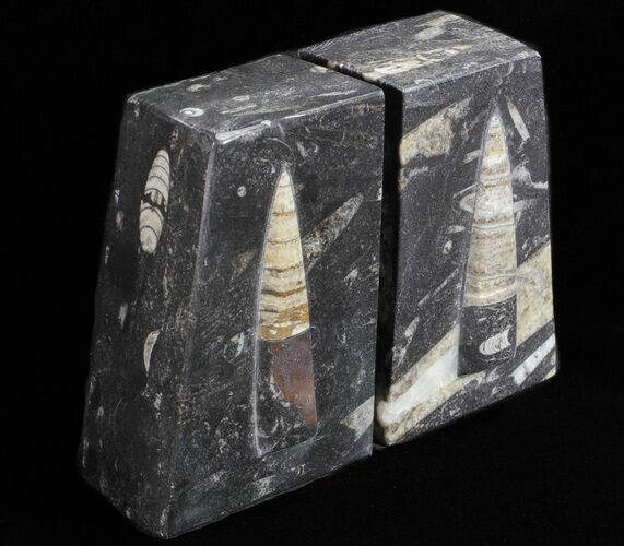 Polished Orthoceras Bookends - Morocco #61327